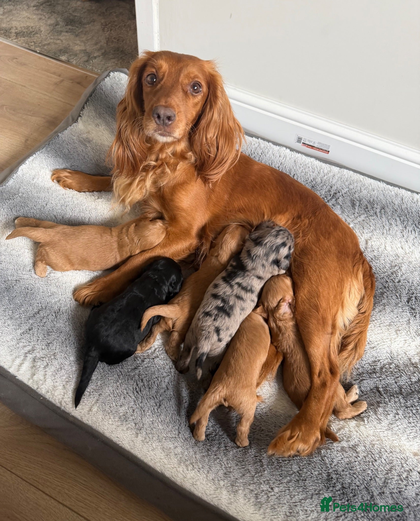 Cockapoo dogs Stunning Cockapoo Puppies DNA Tested  - Advert 2