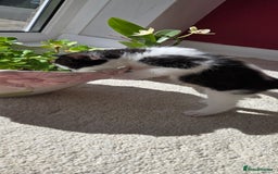 Mixed Breed cats for sale: Adorable Black & White Kittens - Image 26