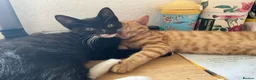 British Shorthair cats for sale: Beautiful kittens ready for loving homes. in London - Advert 8