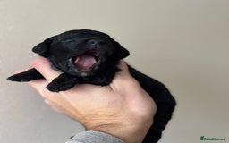 Miniature Poodle dogs for sale: Stunning Miniature Poodles  - Image 9
