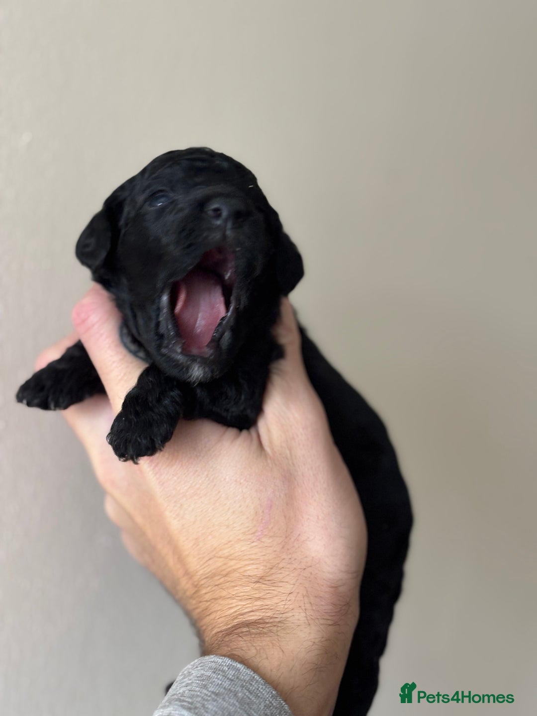 Miniature Poodle dogs for sale: Stunning Miniature Poodles  - Image 9