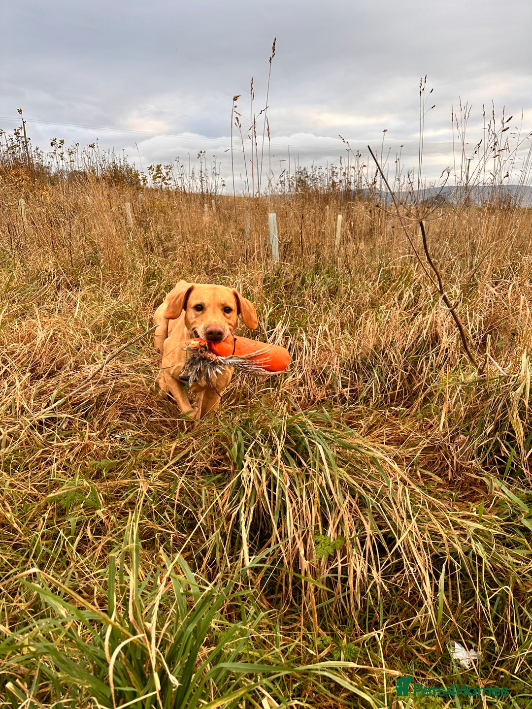 Labrador Retriever dogs for stud: WORKING LABRADOR STUD DOG - Advert 7