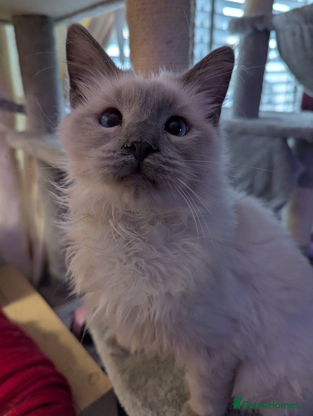 Ragdoll cats for sale: Beautiful ragdoll kitten.  - Image 4