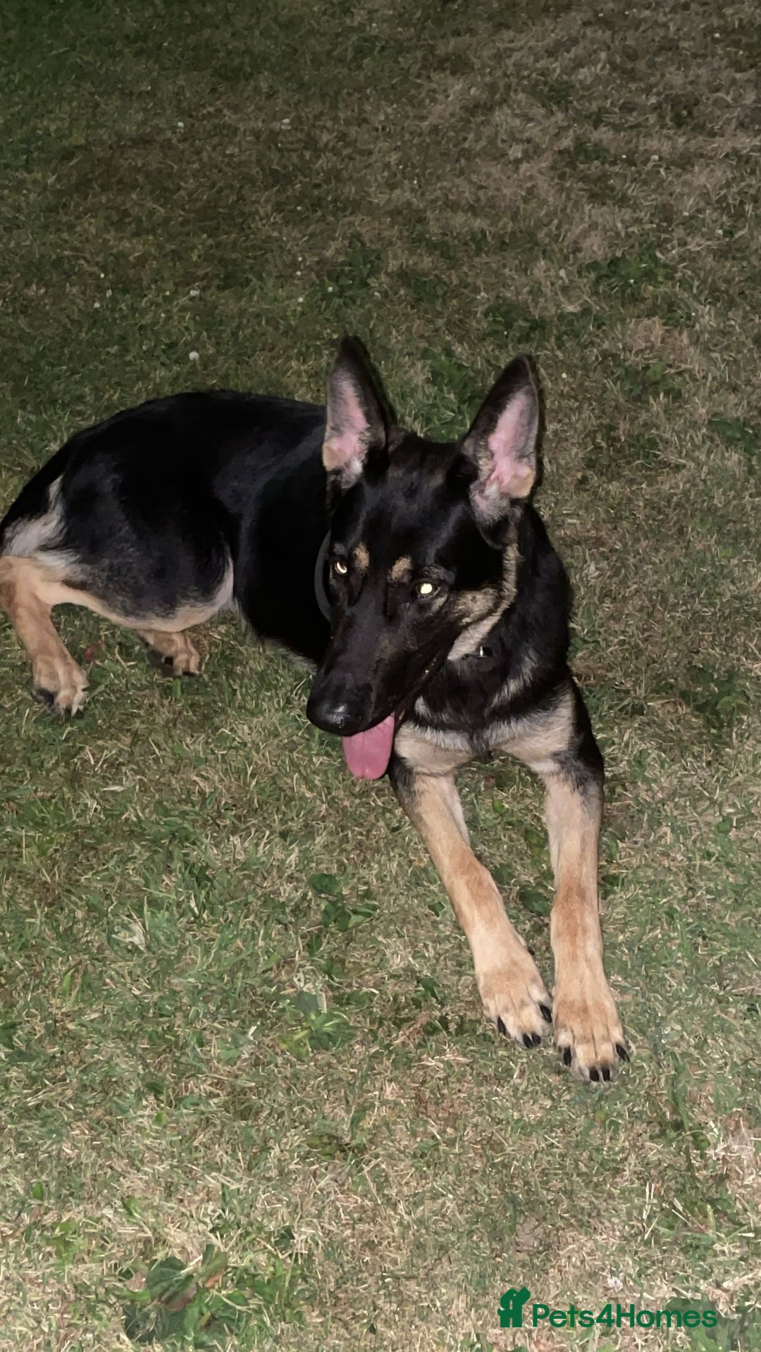 Mixed Breed dogs for sale: German Shepherd - Advert 2