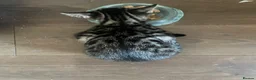 Bengal cats for sale: Beautiful male Bengal kitten - Advert 5
