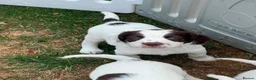 English Springer Spaniel dogs for sale: HEALTH TESTED QUALITY ENGLISH SPRINGER SPANIELS  - Advert 14