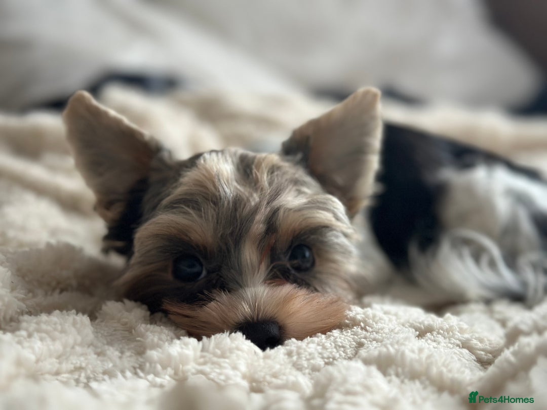 Yorkshire Terrier dogs for sale: Cute yorki Girl  - Advert 4