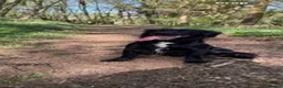 Cockapoo dogs for sale: F1b Cockapoo Puppies for sale 🐾🐾 in Llanidloes - Advert 5