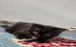 British Longhair cats for sale: British longhair kitten  - Image 6