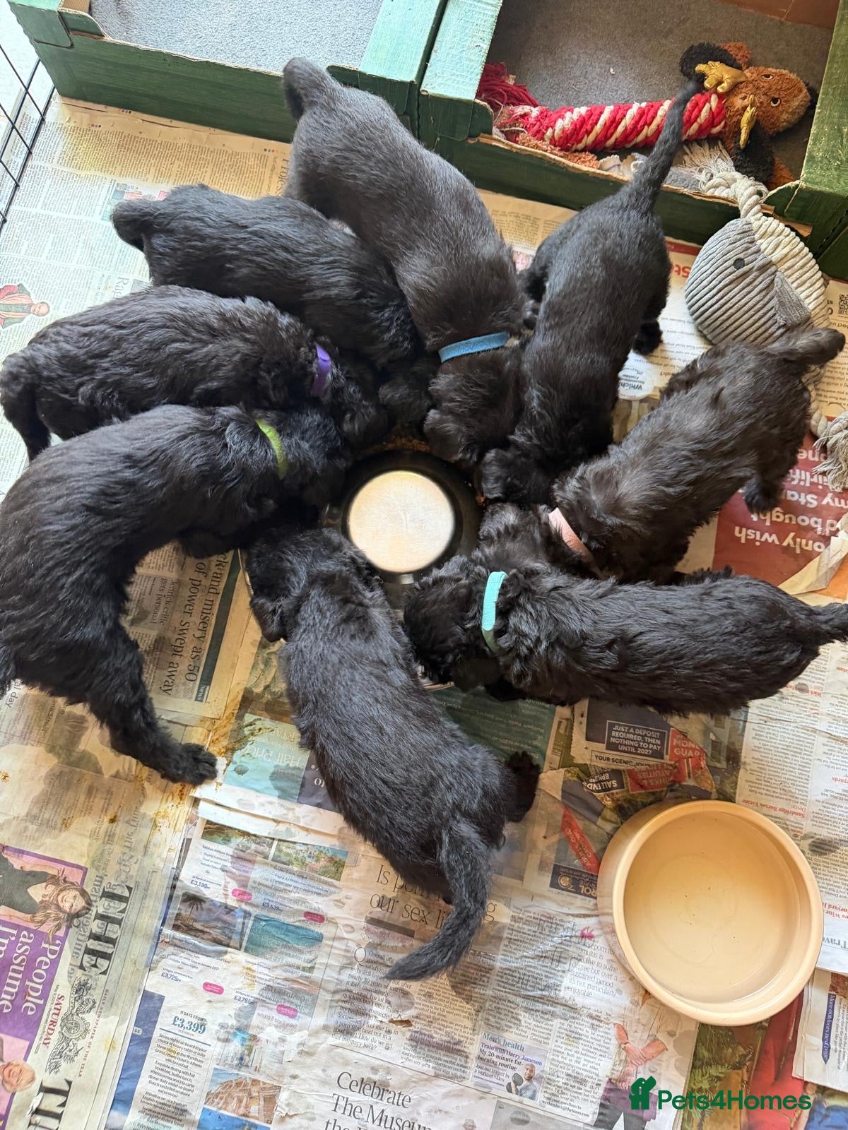 Bedlington Terrier dogs Bedlington Whippet Puppies - Advert 1