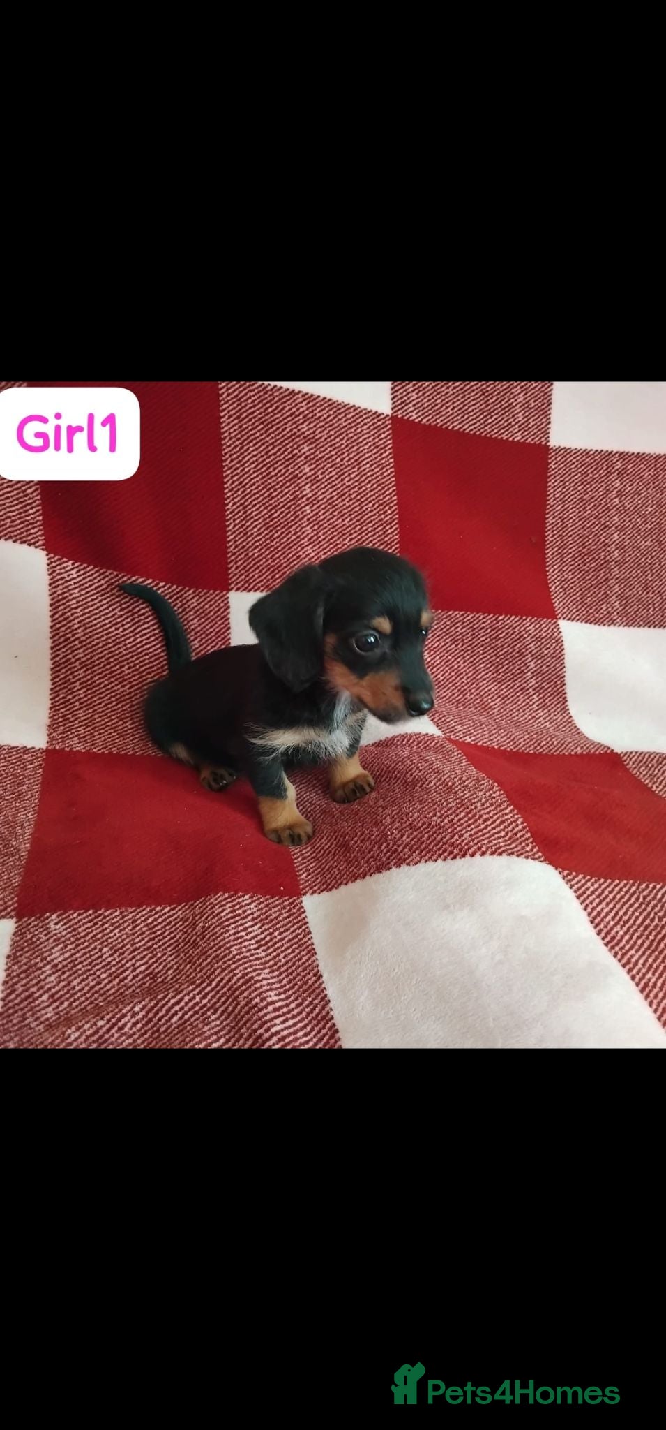 Dachshund dogs pedigree miniature dachshund puppies - Advert 1