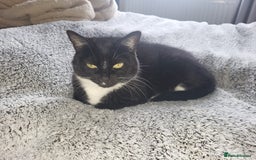 British Shorthair cats for sale: Bonded mum and daughter  - Image 4
