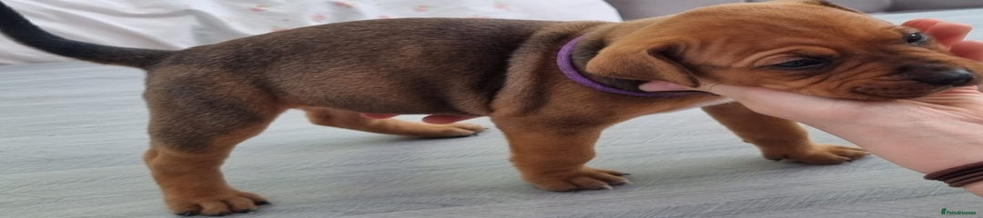 American Bully Puppy 6
