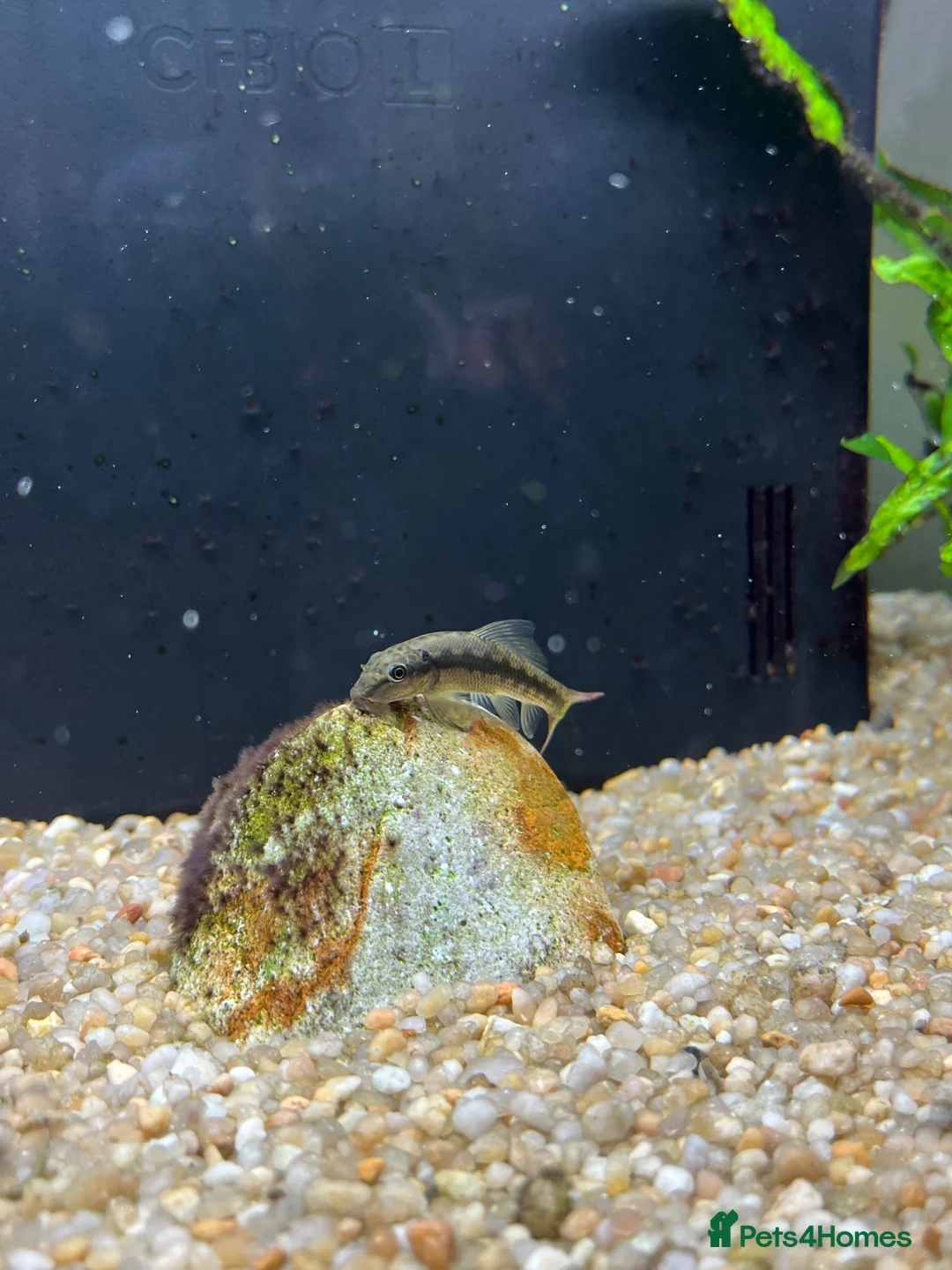 Catfish fish for sale: otocinclus - Advert 2