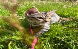 Ocicat cats for sale: Ocicat Kittens Available in Aberdeenshire in Alford - Image 1