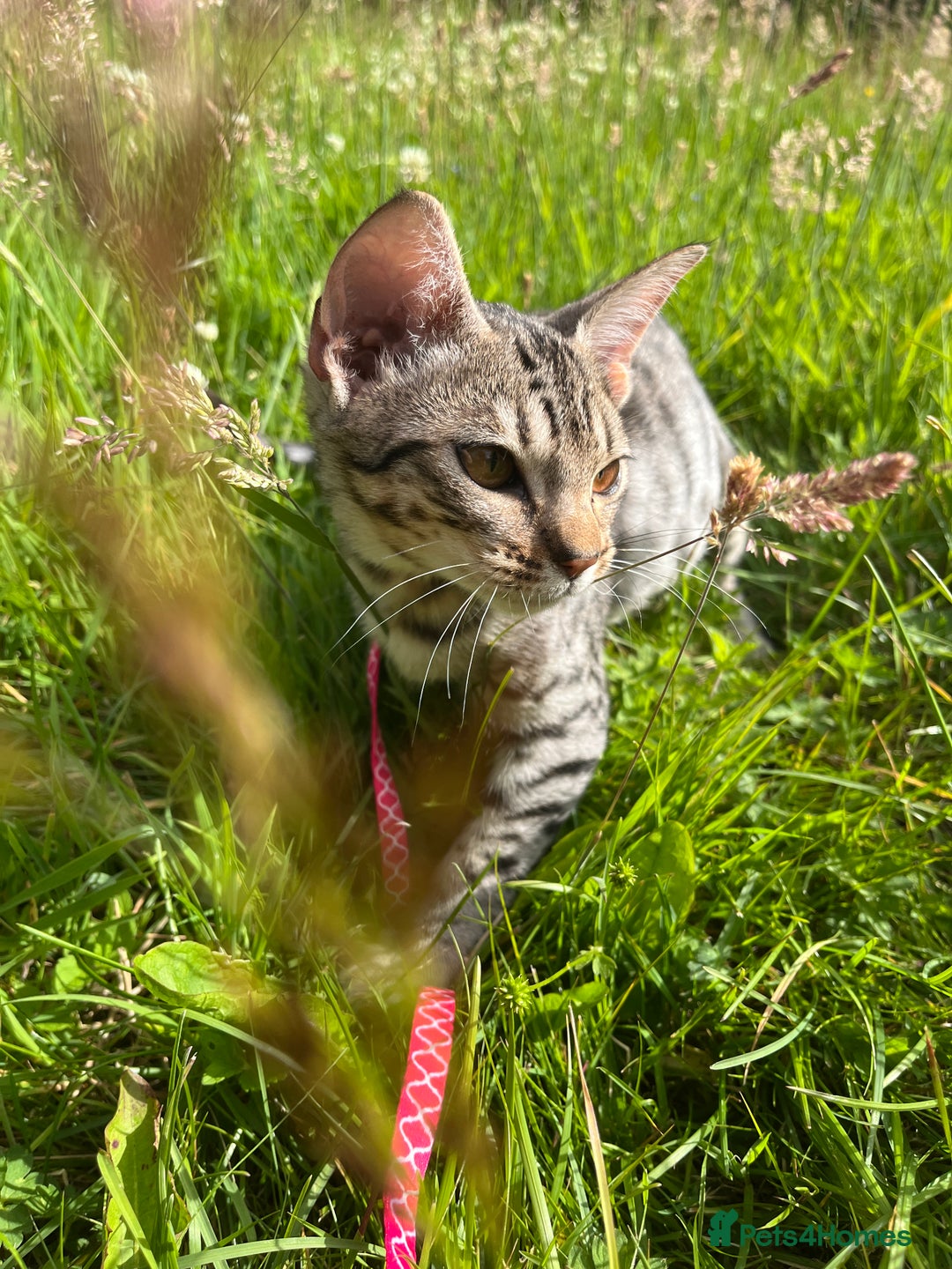 Ocicat cats for sale: Ocicat Kittens Available in Aberdeenshire in Alford - Image 1