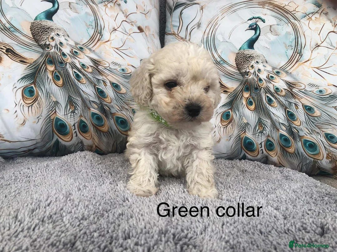 Maltipoo dogs for sale: 2X CHAMPION BLOODLINE MALTIPOO PUPPYS - Advert 4