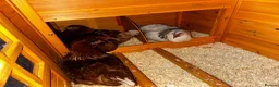 Chickens poultry for sale: 4 Hens for £70 in Manchester - Advert 2