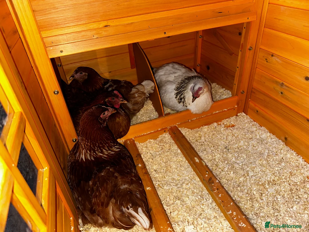 Chickens poultry for sale: 4 Hens for £70 in Manchester - Advert 2