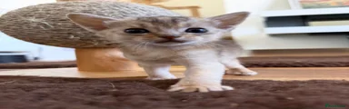 Abyssinian 2