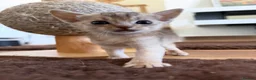 Abyssinian cats for sale: Gorgeous Abyssinian kittens - Advert 18