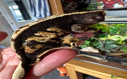 Gecko reptiles for sale: Beautiful Crested Gecko - Image 1