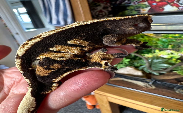 Gecko reptiles - Advert 3