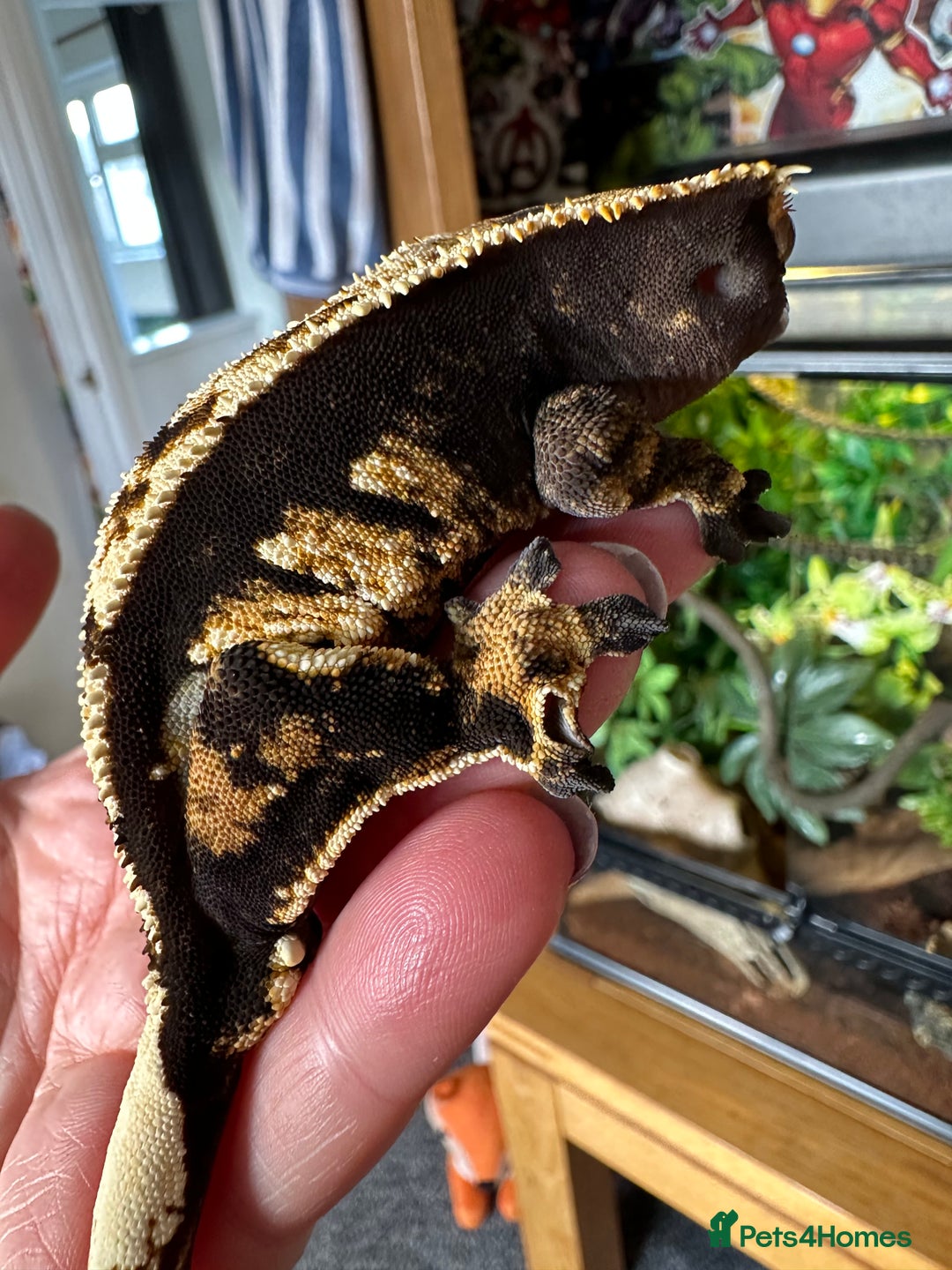 Gecko reptiles for sale: Beautiful Crested Gecko - Image 1