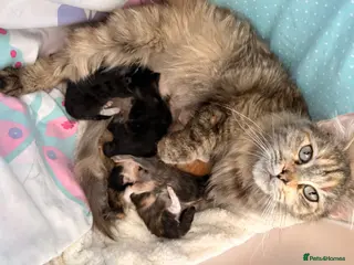 Maine Coon cats Sweet TICA register kitten 🐈⬛ - Advert 1