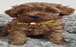 Maltipoo dogs for sale: red toy maltipoos - Image 1