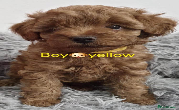 Maltipoo dogs - Advert 2