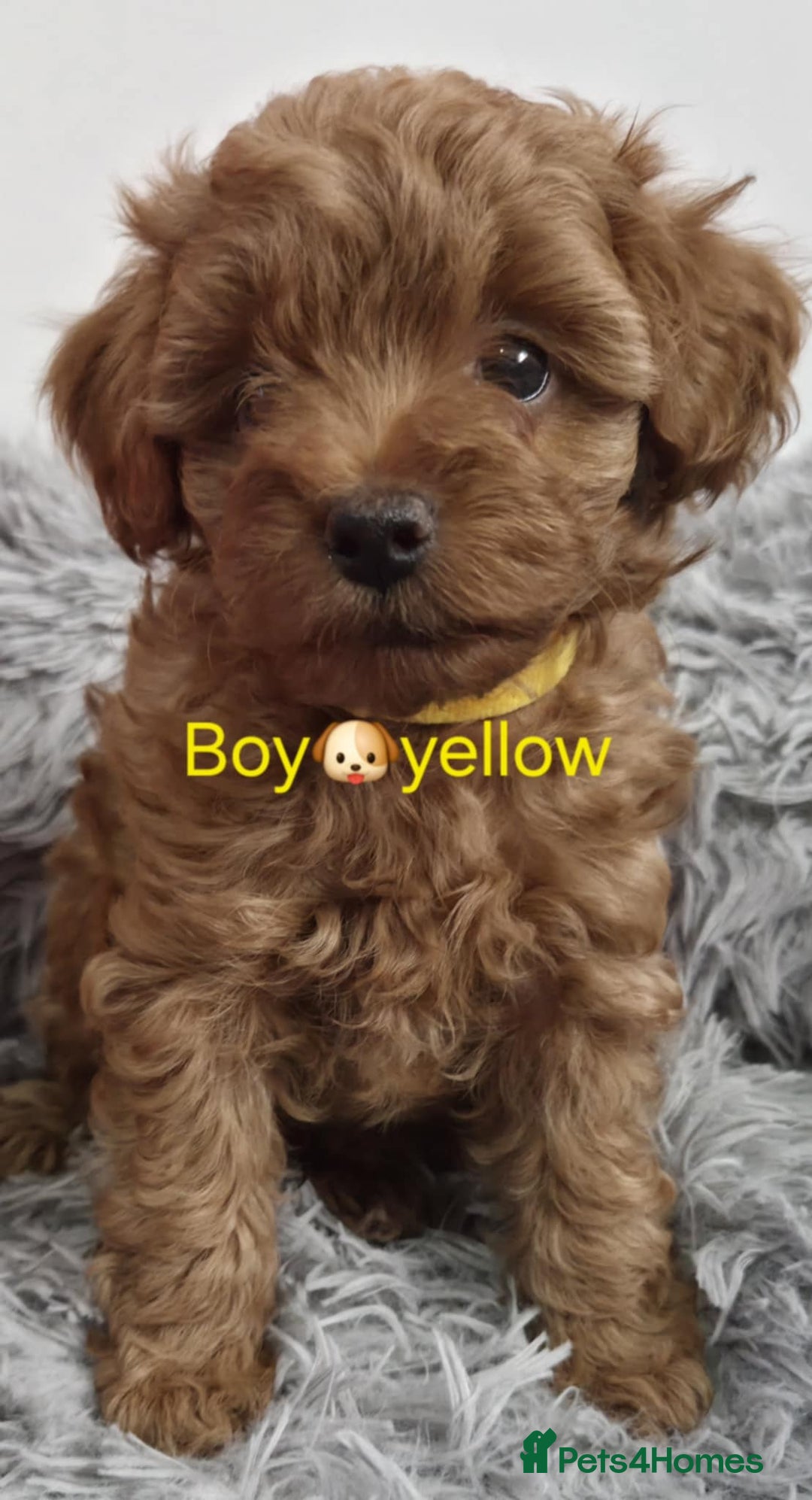Maltipoo dogs for sale: red toy maltipoos - Image 1