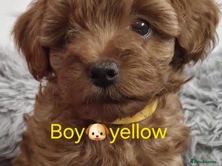 Maltipoo dogs - Advert 33