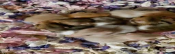 Hamster rodents for sale: Syrain hamster pups in Derby - Advert 10