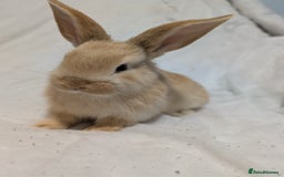 Mixed Breed rabbits for sale: New seller of rabbits - Image 12