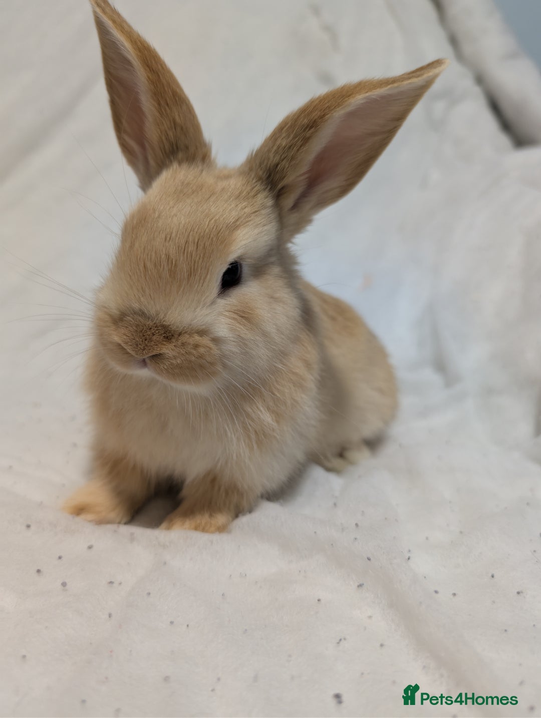 Mixed Breed rabbits for sale: New seller of rabbits - Image 12