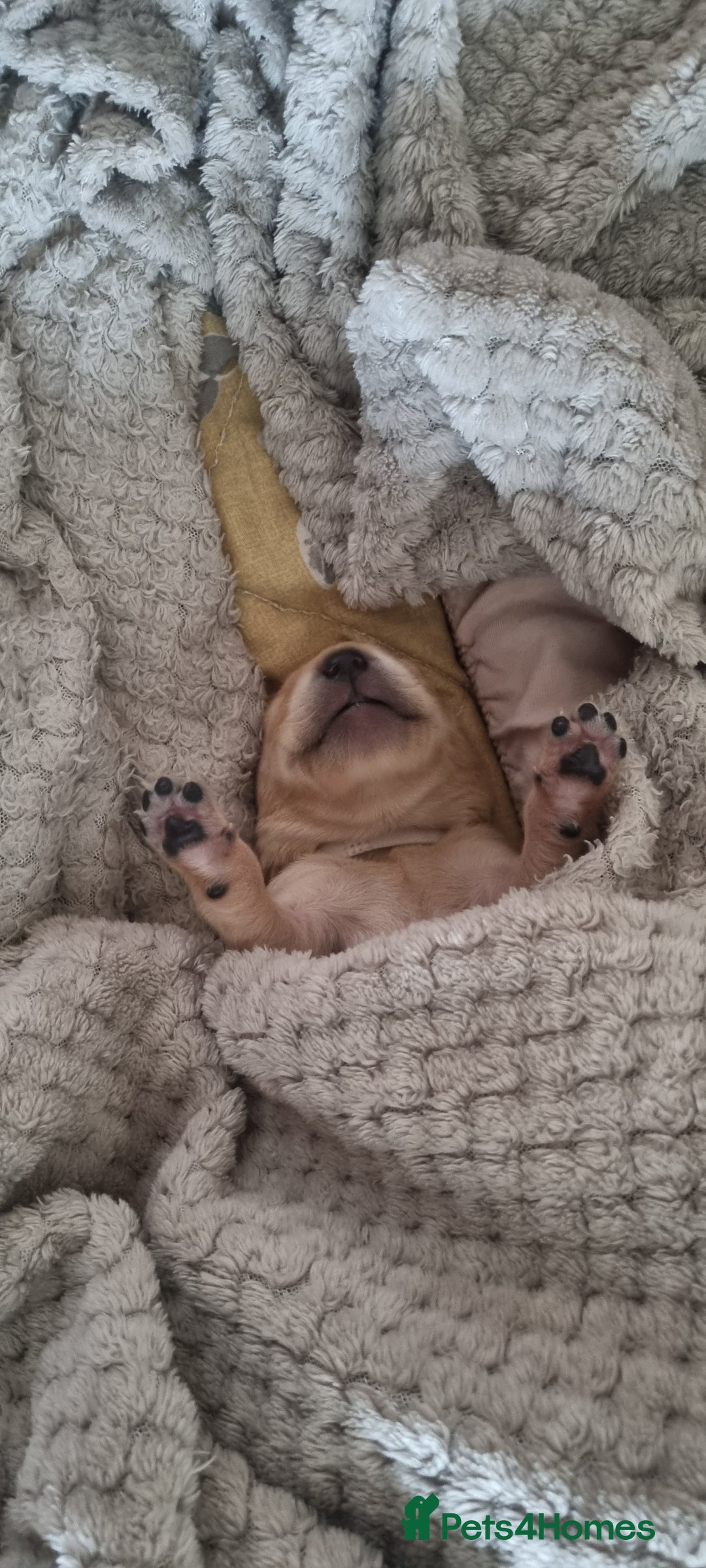 Labrador Retriever dogs for sale: Labrador puppies - Advert 19