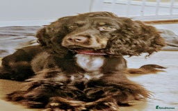 Cocker Spaniel dogs for sale: Chocolate roan cocker spaniel  - Advert 2