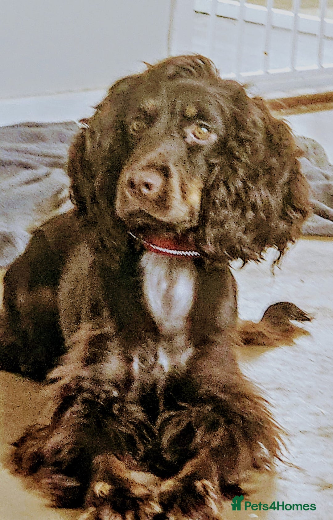 Cocker Spaniel dogs for sale: Chocolate roan cocker spaniel  - Advert 2