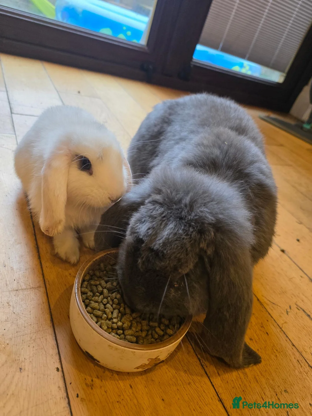French Lop rabbits for sale: Beauitful blue french lop / white mini lop  in Cleckheaton - Advert 2