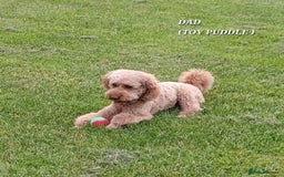 Cavapoo dogs for sale: Adorable F1b Cavapoo Puppies Ready 15th November - Image 7