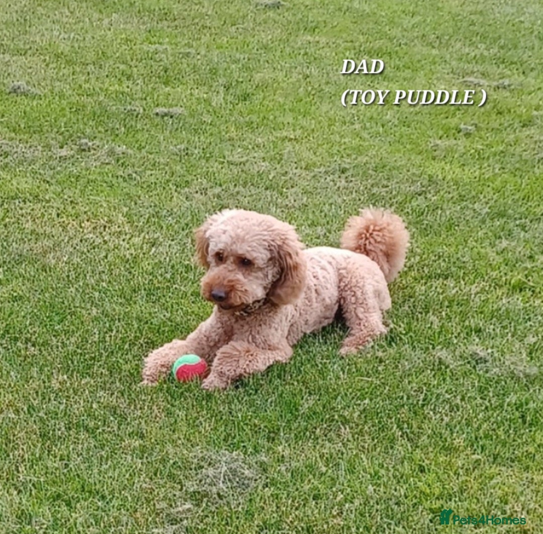 Cavapoo dogs for sale: Adorable F1b Cavapoo Puppies Ready 15th November - Image 7