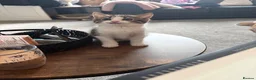 Domestic Shorthair cats for sale: 2 kittens looking for forever home! - Advert 8