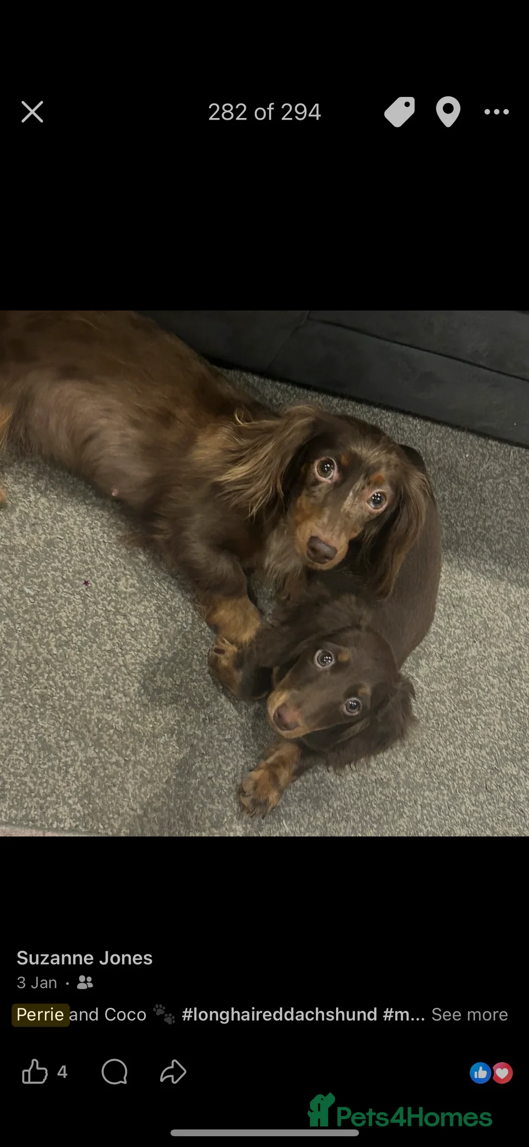 Miniature Dachshund dogs for sale: Miniature dachshund puppies  - Advert 1