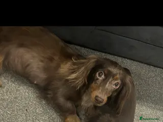 Miniature Dachshund dogs Miniature dachshund puppies - Advert 5