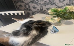 Mixed Breed cats for sale: Kittens ready for their new homes - Image 10
