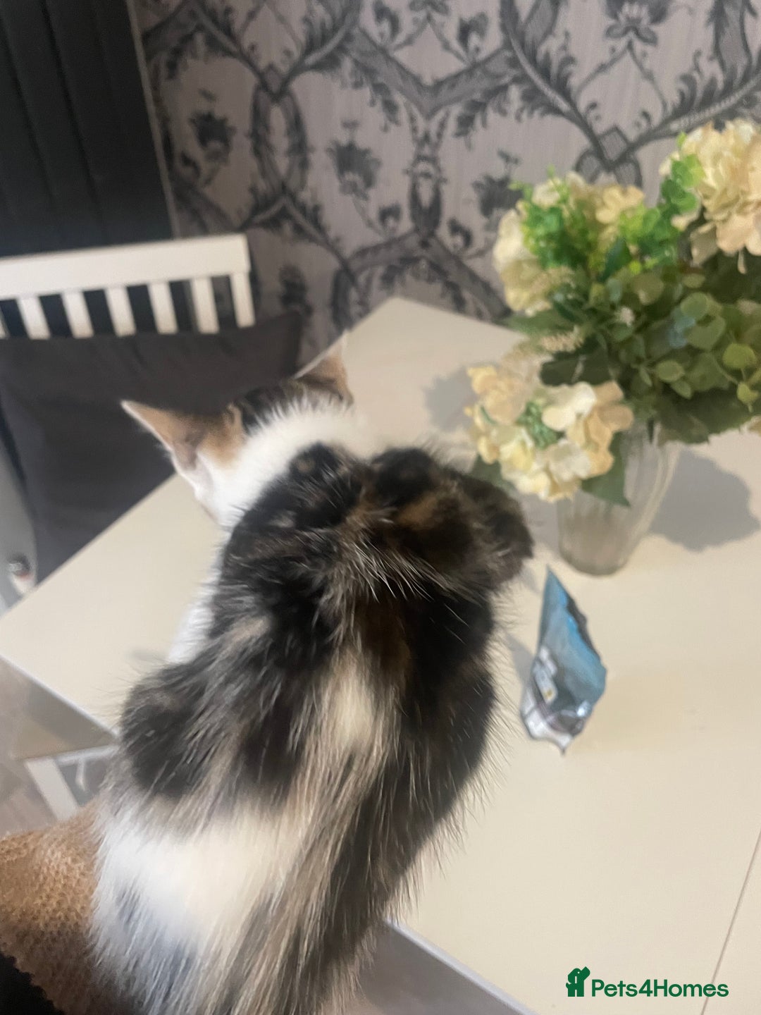 Mixed Breed cats for sale: Kittens ready for their new homes - Image 10