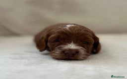 Cockapoo dogs for sale: F1 Show Type Cockapoo Puppies - Image 12