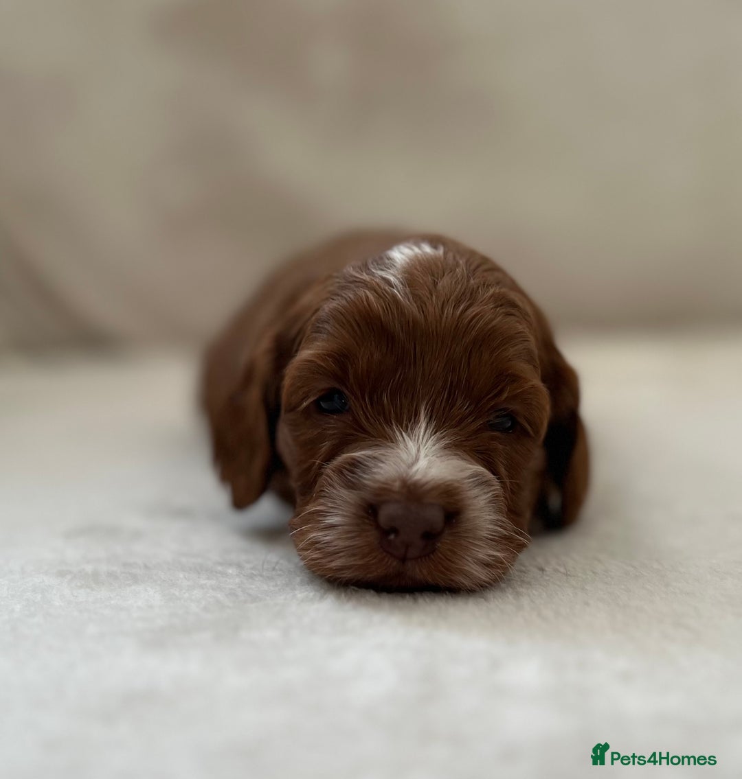 Cockapoo dogs for sale: F1 Show Type Cockapoo Puppies - Image 12