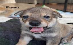 Mixed Breed dogs for sale: Beautiful Inca & handsome Nanuq PUPDATE x4 - Image 16